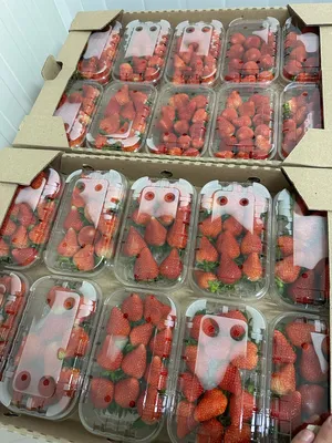 ‏خضار وفواكه‏3