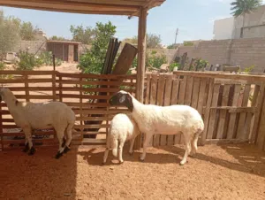 نعجه ولدا حوليا ومعها بركوسه