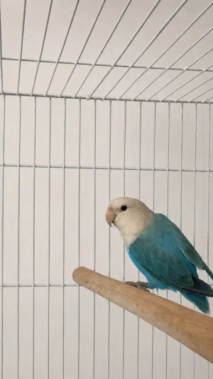 بغباء روز انثى