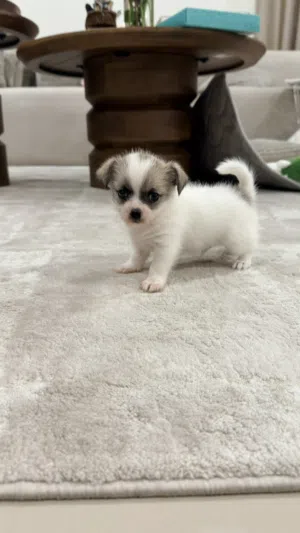 Premium Chihuahua Puppies  UAE Delivery  جراء شيواوا مميزة وصغيرة الحجم