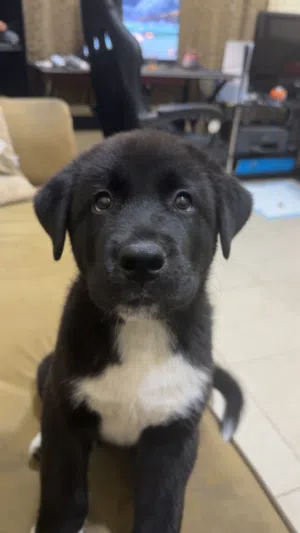 akita puppy for sale 2.5 month old