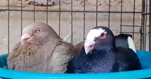 زوج دنش ماشاء الله تبارك الله  الانثى الزيتيه