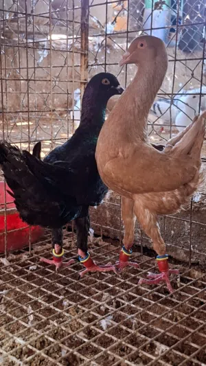 حمام زينة ازواج وحجول زينة للحمام