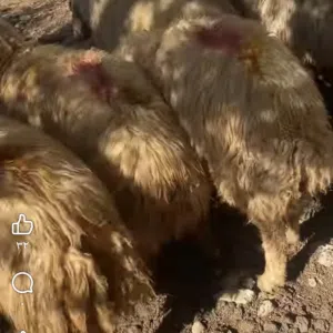 موجود ضحياخراف طيبه وزن ثقيل