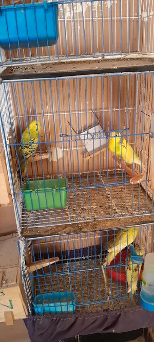 Other Animals4
