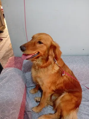 كلب جولدن للبيع