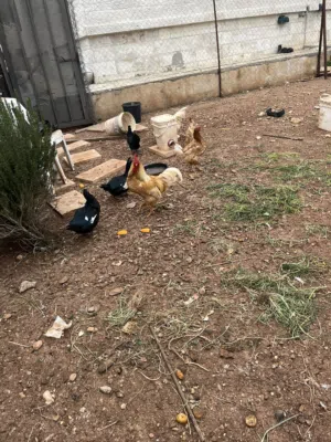 دجاج لمبر جيني