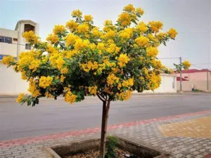مطلوب شجرة اكساياI want an acacia tree