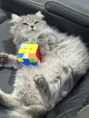 Original Persian cat for free