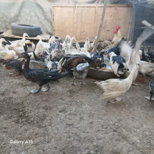 للبيع بط منتج