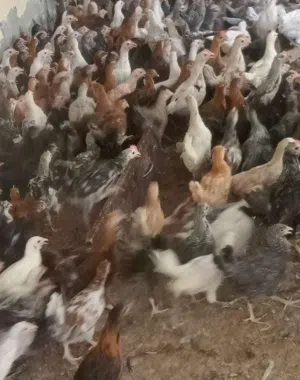 دجاج عماني للبيع العمر اربع شهور ونص