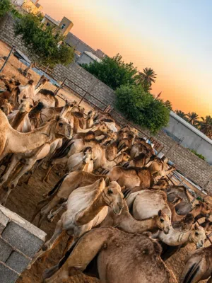 قعدان وجمال ربي يبارك