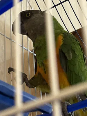 ببغاء او(اكو) تبارك الرحمن ناشط متكلم مع التدريب بالقفص البيع