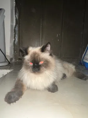 قط هملايا عمرو سنة