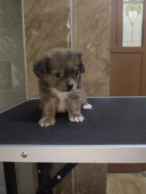 toy Maltipoo (girl)