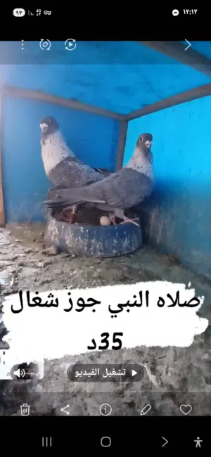 جوز قراقطه شغالات