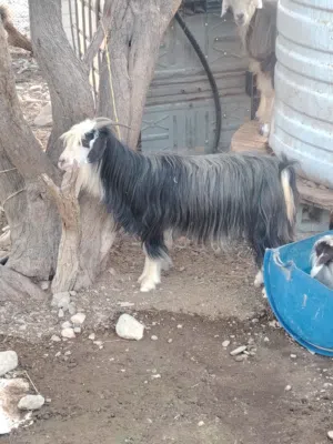 اغنام للبيع