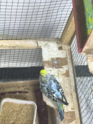 نثية من ام بلاك مع 2 افراخ