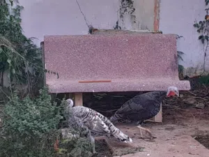 دجاج زينه poule d'ornement