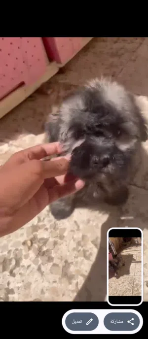 كلب قرينش تيرر عمره شهرين