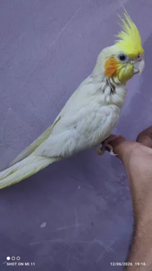 كوكتيل لون مميز