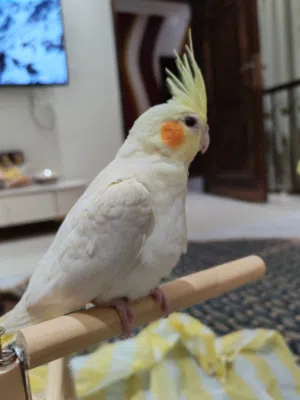 كوكتيل أنثى اليفة
