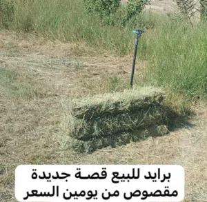 تتوفر لدينا برايد انتاج جديد وشي توصيل بنول