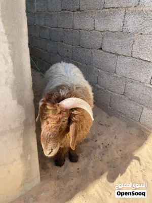 خروف للبيع
