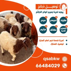 قصاب الكويت ذبايح للبيع