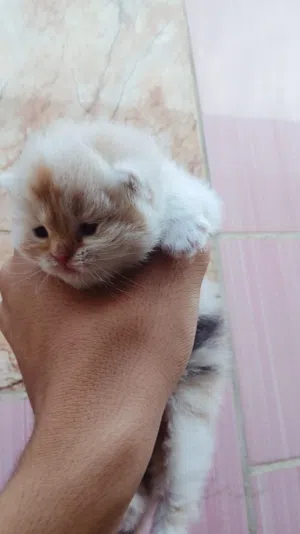 ام وبنتها مكانب المشتل