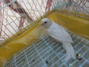 طيرة بيضاء للبيع