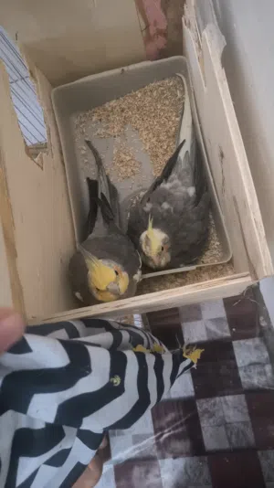 سلام عليكم زوج كوكتيل شرط الانتاج جواهن 4 بيضات اليوم فقست اول بيضه الطيور كلش حلوات ومضمونات