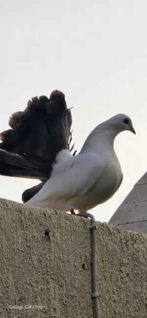 حمام زينه.