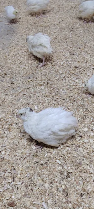 سمان تاكسس الامريكي
