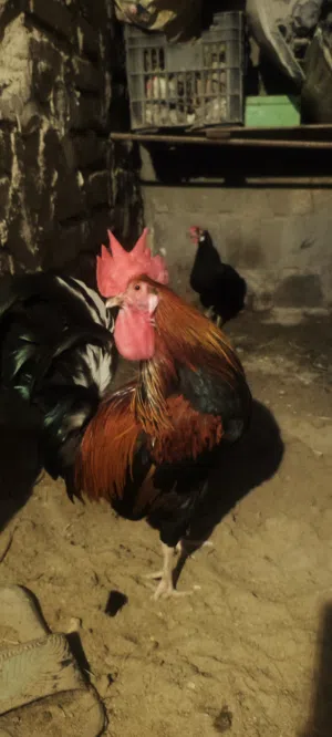 لبيع دجاج وديج