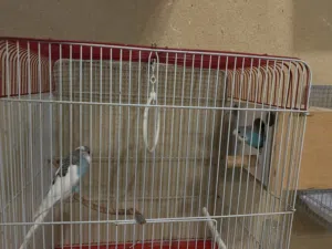 طيور بابجي للبيع بسعر الجملة