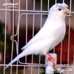 مطلوب جوز نفس المستوى