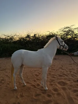 ‏خيل‏4