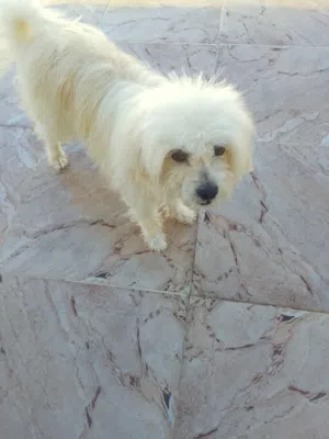 كلب لا يبلغ عمره اكتر من 3سنوات للبيع