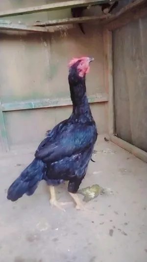 Chickens1