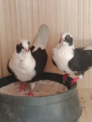ارفل بسود ابو الوردة امفول طيرة وفحل مكفول الصحه والجسم حلو وطيب علم أن سعرهم ازيد من خمسة وثلاثين