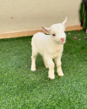 ماعز قزم بلجيكي العمر اسابيع متوفر جميع انواع الماعز وا الوان متعددة السعر شامل التوصيل