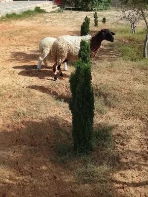 نعجة للبيع سنها سداس اختها خروف عمره ثلاثة اشهر النعجة عز كسوبة وسعرها ساوم في القدو