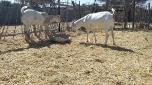 للبيع تيس  اثنيوبي  الحجم الكبير الكبير  سمين مطعوم  طعام الدار سته شهور ..