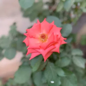 شريف 