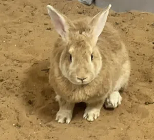 ارانب هولندي اناث وذكور صغار وللانتاج