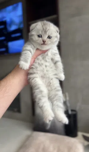 scottish fold marble kittens for sale