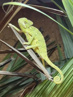 حرباء خضراء - Green Chameleon