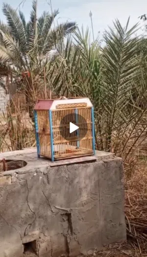 بلبل فول تغريد