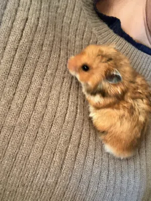 هامستر لون بني